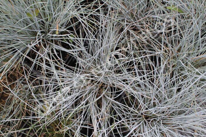 Kostřava Walliská 'Buddy Blue' - Festuca valesiaca 'Buddy Blue'