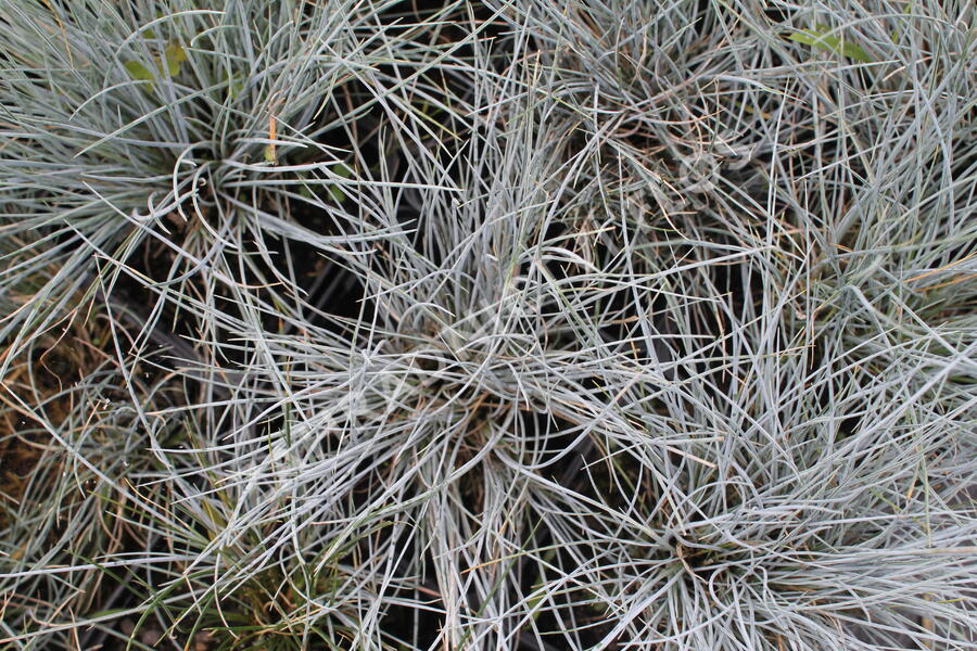 Kostřava Walliská 'Buddy Blue' - Festuca valesiaca 'Buddy Blue'