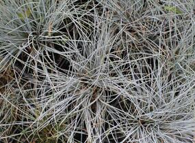 Kostřava Walliská 'Buddy Blue' - Festuca valesiaca 'Buddy Blue'