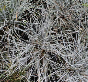Kostřava Walliská 'Buddy Blue' - Festuca valesiaca 'Buddy Blue'
