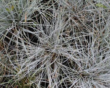 Kostřava Walliská 'Buddy Blue'