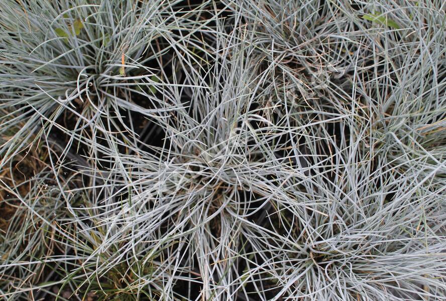 Kostřava Walliská 'Buddy Blue' - Festuca valesiaca 'Buddy Blue'