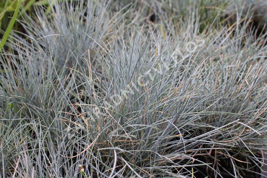 Kostřava Walliská 'Buddy Blue' - Festuca valesiaca 'Buddy Blue'