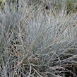 Kostřava Walliská 'Buddy Blue' - Festuca valesiaca 'Buddy Blue'