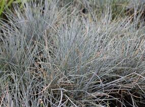 Kostřava Walliská 'Buddy Blue' - Festuca valesiaca 'Buddy Blue'