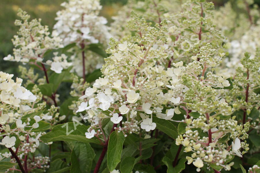 Hortenzie latnatá 'Magical Candle' - Hydrangea paniculata 'Magical Candle'