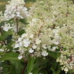 Hortenzie latnatá 'Magical Candle' - Hydrangea paniculata 'Magical Candle'