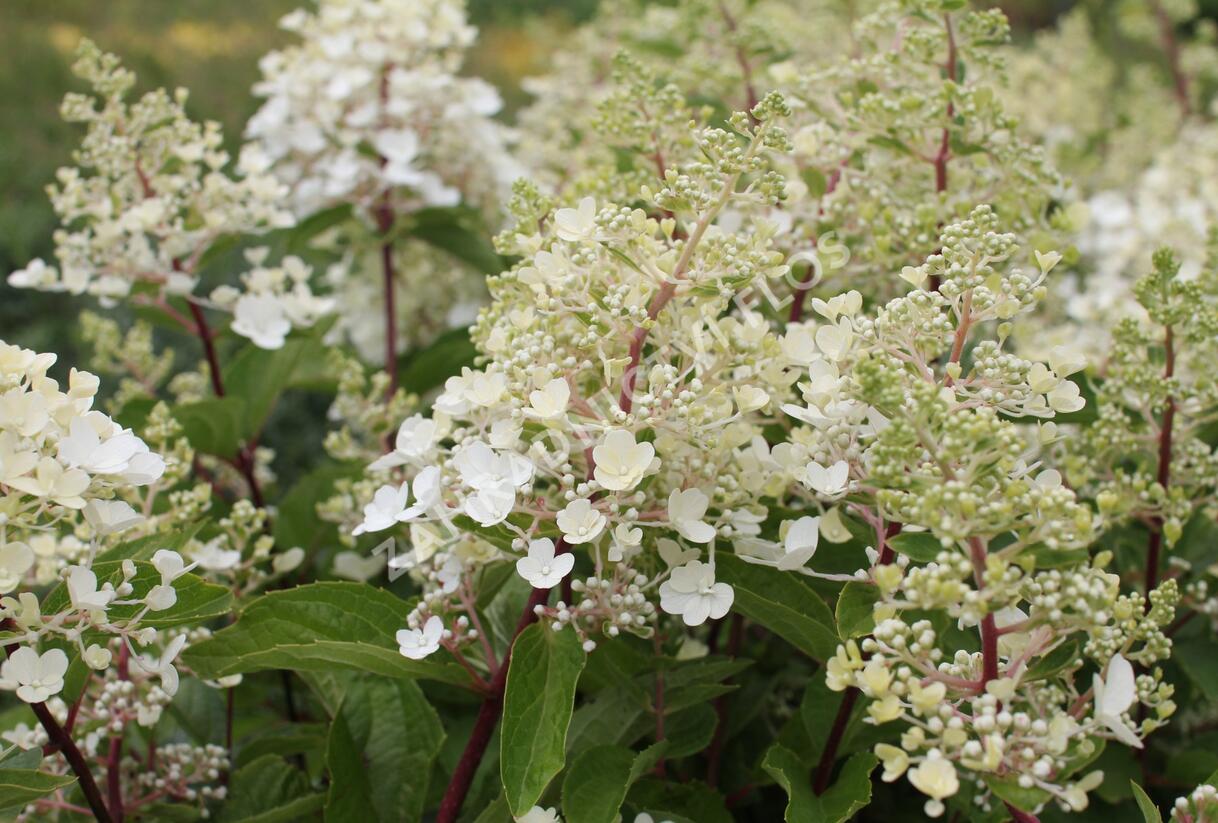 Hortenzie latnatá 'Magical Candle' - Hydrangea paniculata 'Magical Candle'