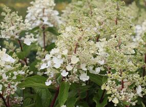 Hortenzie latnatá 'Magical Candle' - Hydrangea paniculata 'Magical Candle'