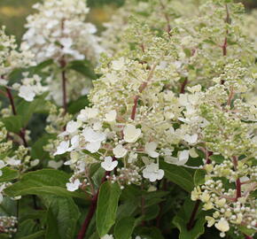 Hortenzie latnatá 'Magical Candle' - Hydrangea paniculata 'Magical Candle'