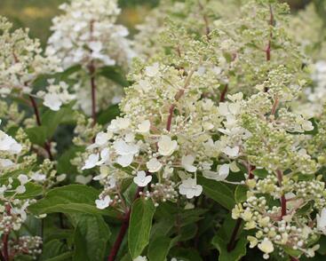 Hortenzie latnatá 'Magical Candle'
