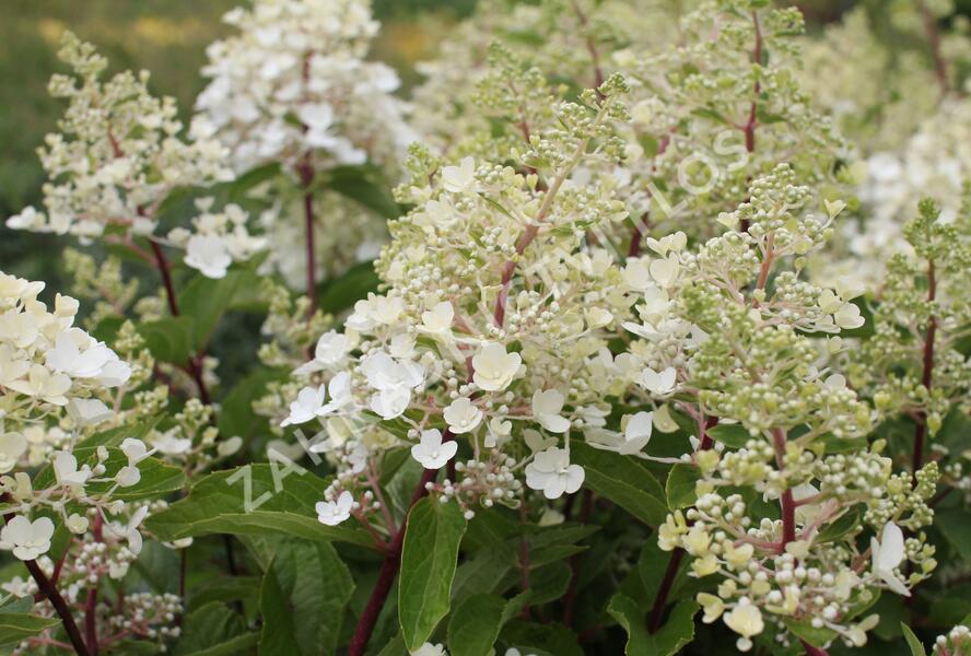 Hortenzie latnatá 'Magical Candle' - Hydrangea paniculata 'Magical Candle'