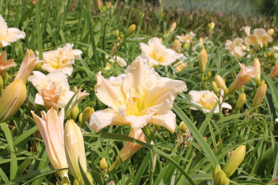 Denivka 'Schnickel Fritz' - Hemerocallis 'Schnickel Fritz'