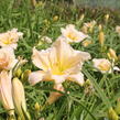 Denivka 'Schnickel Fritz' - Hemerocallis 'Schnickel Fritz'
