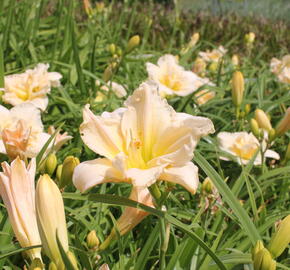 Denivka 'Schnickel Fritz' - Hemerocallis 'Schnickel Fritz'