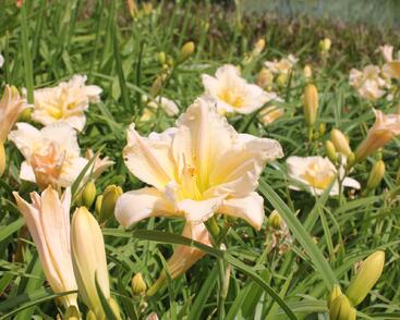 Denivka 'Schnickel Fritz'