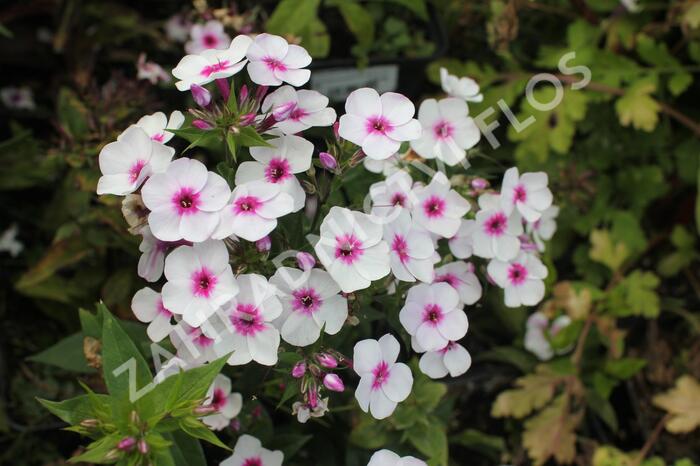 Plamenka latnatá 'Early Blush Pop' - Phlox paniculata 'Early Blush Pop'