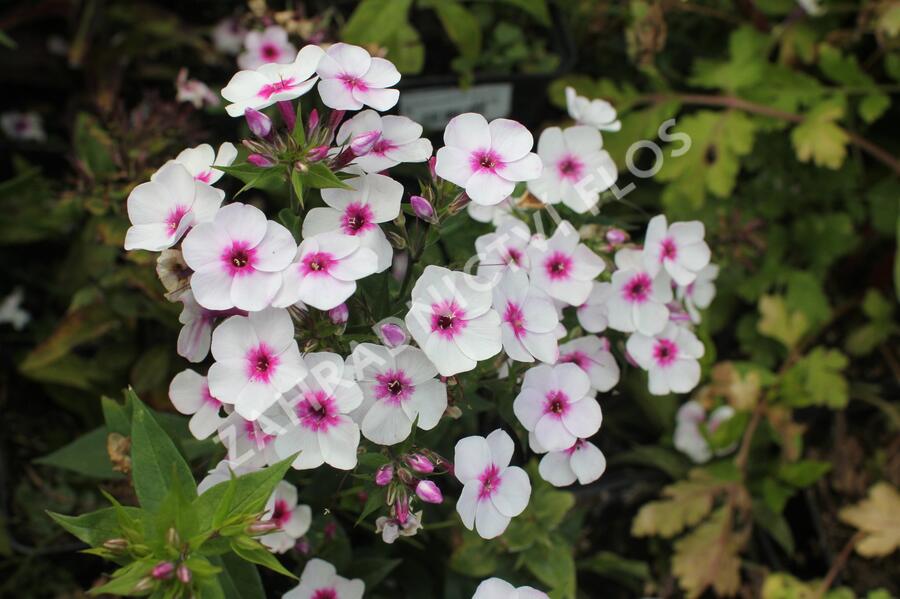 Plamenka latnatá 'Early Blush Pop' - Phlox paniculata 'Early Blush Pop'