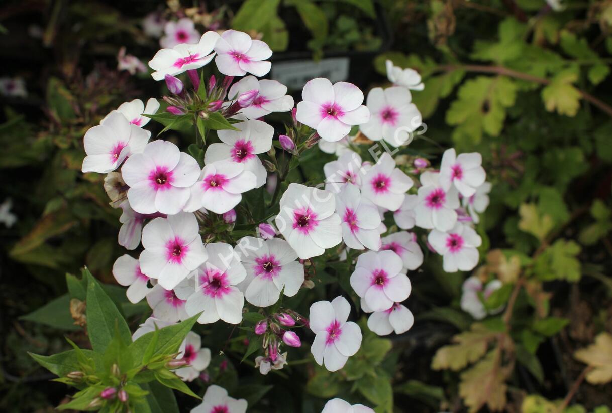 Plamenka latnatá 'Early Blush Pop' - Phlox paniculata 'Early Blush Pop'