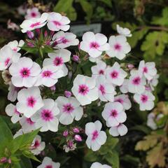 Plamenka latnatá 'Early Blush Pop' - Phlox paniculata 'Early Blush Pop'