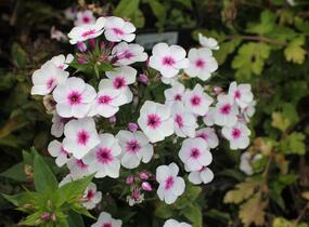 Plamenka latnatá 'Early Blush Pop' - Phlox paniculata 'Early Blush Pop'