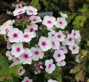 Plamenka latnatá 'Early Blush Pop' - Phlox paniculata 'Early Blush Pop'