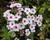 Plamenka latnatá 'Early Blush Pop'