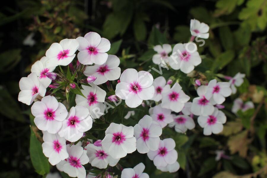 Plamenka latnatá 'Early Blush Pop' - Phlox paniculata 'Early Blush Pop'