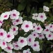 Plamenka latnatá 'Early Blush Pop' - Phlox paniculata 'Early Blush Pop'