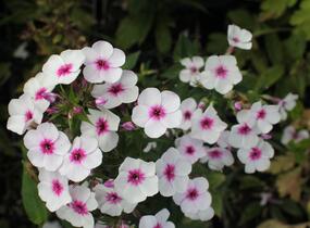 Plamenka latnatá 'Early Blush Pop' - Phlox paniculata 'Early Blush Pop'