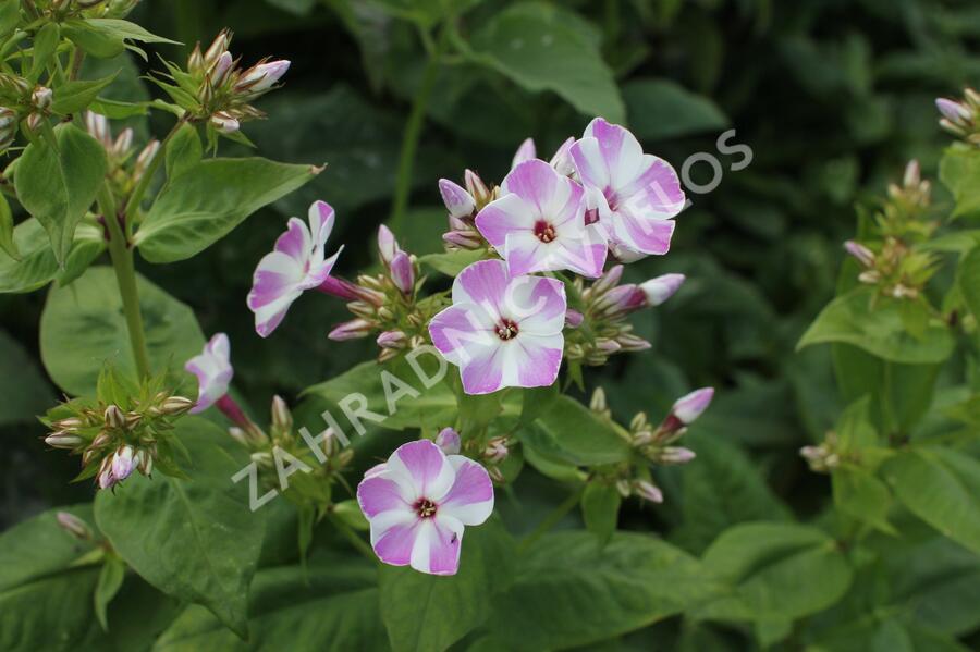 Plamenka latnatá 'Flame Lilac Star' - Phlox paniculata 'Flame Lilac Star'