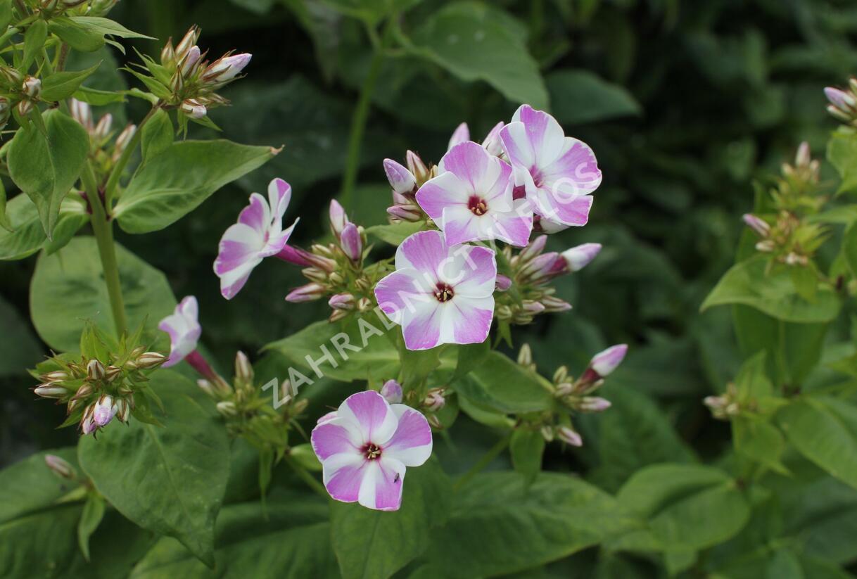 Plamenka latnatá 'Flame Lilac Star' - Phlox paniculata 'Flame Lilac Star'