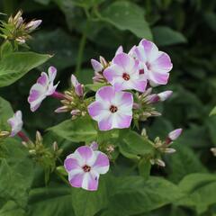 Plamenka latnatá 'Flame Lilac Star' - Phlox paniculata 'Flame Lilac Star'