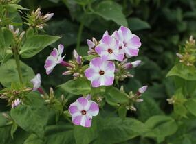 Plamenka latnatá 'Flame Lilac Star' - Phlox paniculata 'Flame Lilac Star'