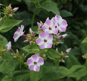 Plamenka latnatá 'Flame Lilac Star' - Phlox paniculata 'Flame Lilac Star'