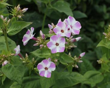 Plamenka latnatá 'Flame Lilac Star'