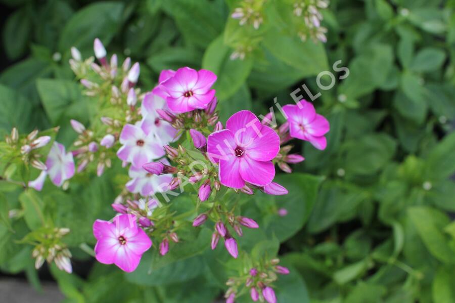 Plamenka latnatá 'Flame Lilac Star' - Phlox paniculata 'Flame Lilac Star'