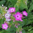 Plamenka latnatá 'Flame Lilac Star' - Phlox paniculata 'Flame Lilac Star'