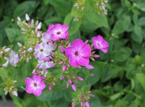 Plamenka latnatá 'Flame Lilac Star' - Phlox paniculata 'Flame Lilac Star'
