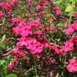 Plamenka latnatá 'Flame Watermelon' - Phlox paniculata 'Flame Watermelon'