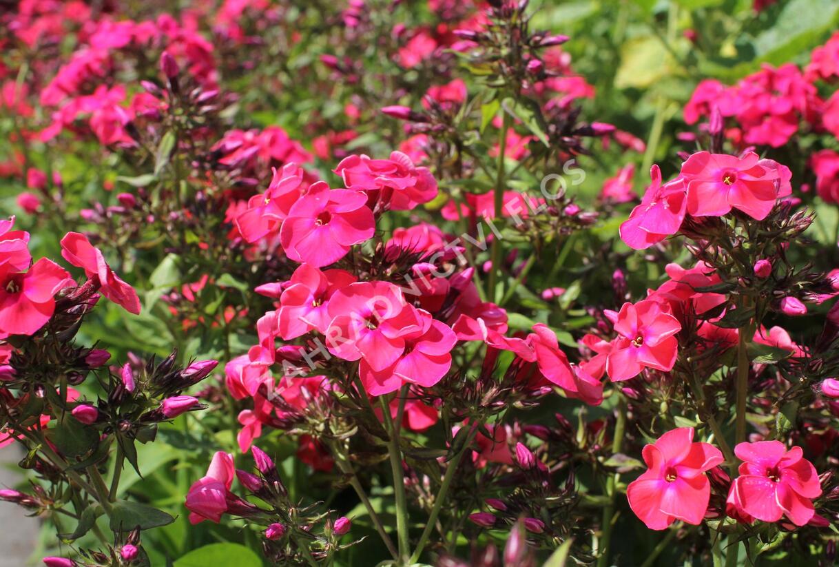 Plamenka latnatá 'Flame Watermelon' - Phlox paniculata 'Flame Watermelon'