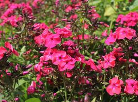 Plamenka latnatá 'Flame Watermelon' - Phlox paniculata 'Flame Watermelon'