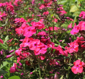 Plamenka latnatá 'Flame Watermelon' - Phlox paniculata 'Flame Watermelon'