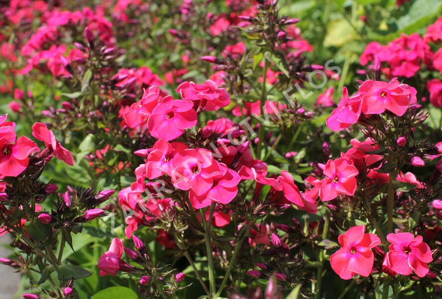 Plamenka latnatá 'Flame Watermelon' - Phlox paniculata 'Flame Watermelon'