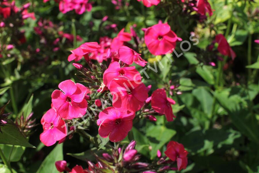 Plamenka latnatá 'Flame Watermelon' - Phlox paniculata 'Flame Watermelon'