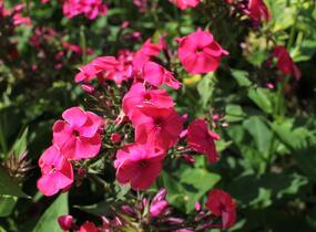 Plamenka latnatá 'Flame Watermelon' - Phlox paniculata 'Flame Watermelon'