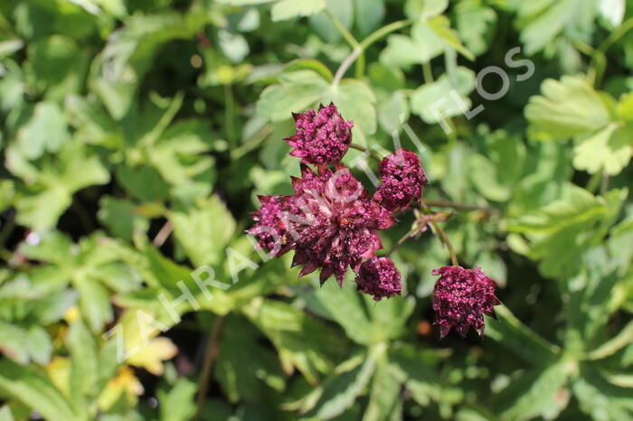 Jarmanka větší 'Burgundy Manor' - Astrantia major 'Burgundy Manor'