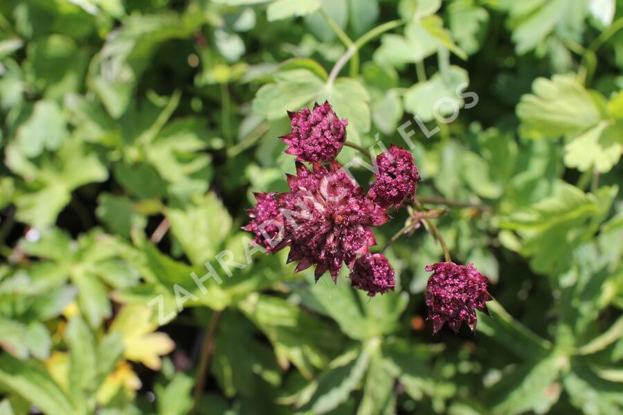 Jarmanka větší 'Burgundy Manor' - Astrantia major 'Burgundy Manor'