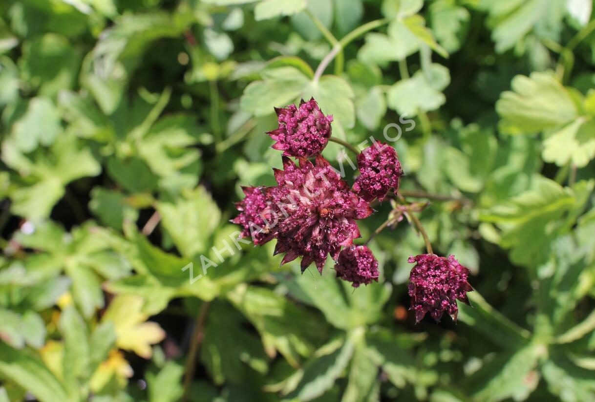 Jarmanka větší 'Burgundy Manor' - Astrantia major 'Burgundy Manor'