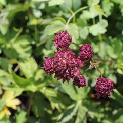 Jarmanka větší 'Burgundy Manor' - Astrantia major 'Burgundy Manor'
